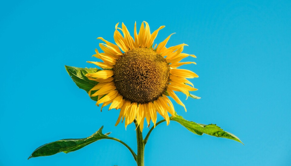 Nordea utvider sitt Solsikkeprogram.